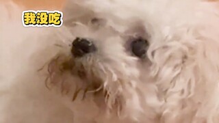 《猫屎裹猫砂，狗界脆脆鲨》