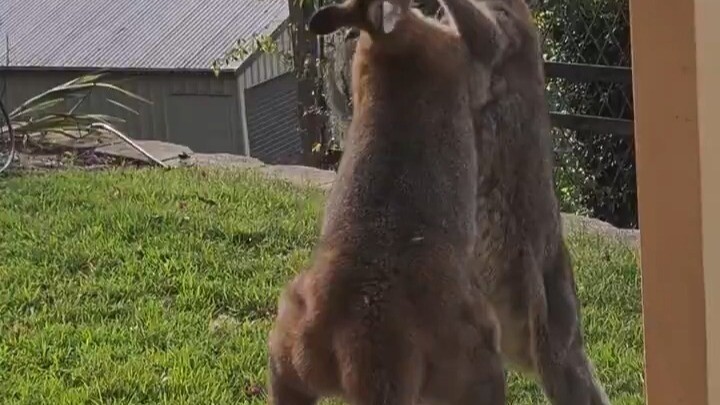 Australian man steps outside to witness a kangaroo duel—this battle is absolutely intense!