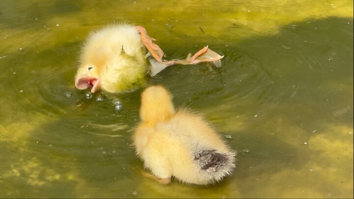 If you’ve never seen a baby duck tickle itself so hard it flips over—watch this!