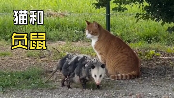 Those heartwarming animal videos!