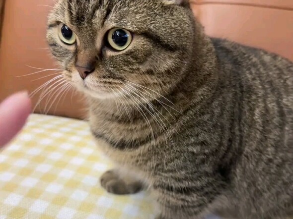 Nuôi mèo là để bắt nạt mà!