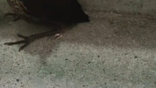 The bird on the dormitory stairs can actually fly?