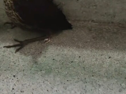 The bird on the dormitory stairs can actually fly?