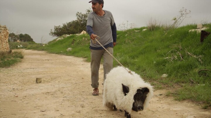 Muslim Uncle Keeps a Pig but Dons a Sheep’s Hide to Keep It Hidden!