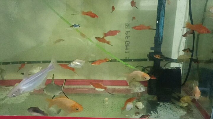 swordtail community tank