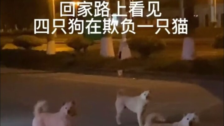 猫咪：姐姐，我害怕