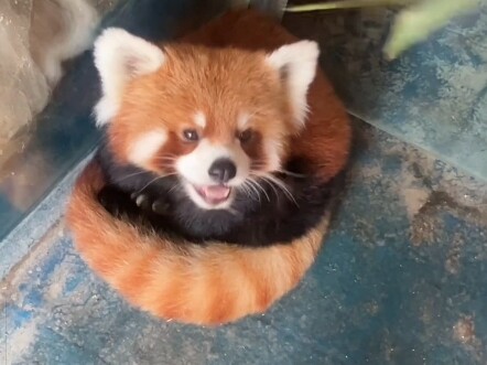 This is so cute—she’s even using her tail as a cushion! Hahaha