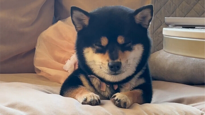 Why is this puppy still beeping while it sleeps?