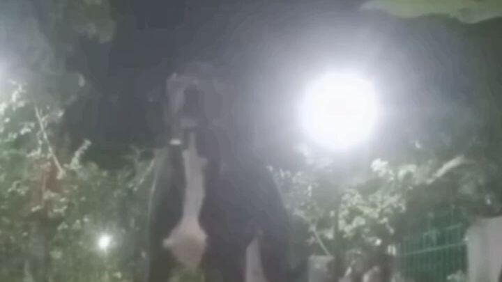 😱The Cosmic Hunt: Eyes on the Eclipse"🐕