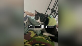 Ai mát xa khum ?? mèo cat