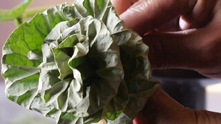 Turning waste into treasure: the young lotus has just begun to show its tip