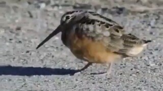 مايك جاك بيرد