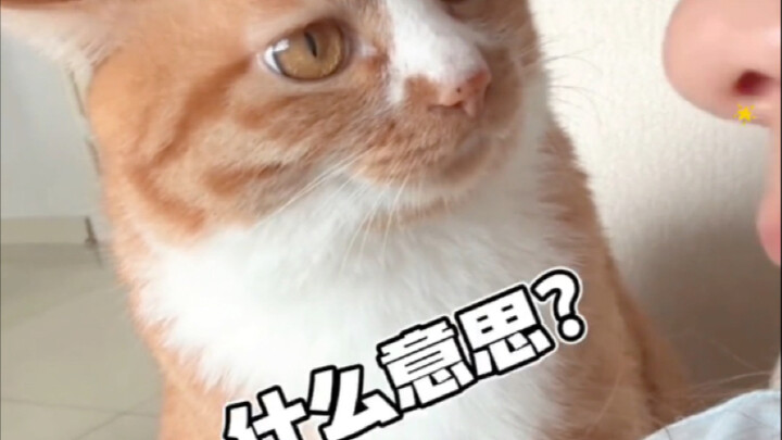 แมวจ้องเจ้าของแบบนี้หมายความว่าอะไร?