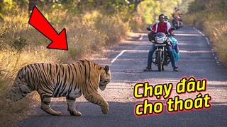 Đang đi dạo trong công viên bị Hổ dữ 250 kg chặn đường và cái kết|Hóng Khám Phá