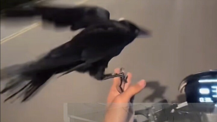 The moment I saw the crow, I knew it was over—I’d fallen under a spell.