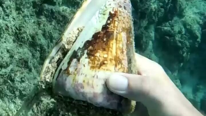 يا إلهي! عندما ترى هذا الشيء الغريب في البحر، هل يجب أن تركض بسرعة؟