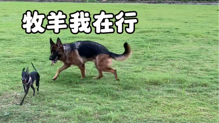 Guozi: Walking is great! Don’t take me for a walk next time…