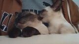 [White noise/sleep aid] Immersive cat petting & cat snoring (double happiness)