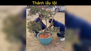 Thánh lầy lội😂