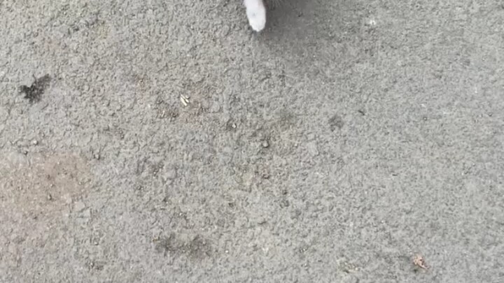 How did you suddenly end up in my arms? #Cats