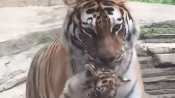 Mẹ hổ khoe với du khách về đứa con nhỏ của mình