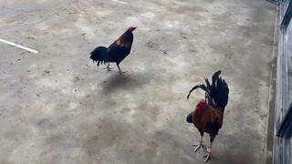 draw, na gantihan pa sayang