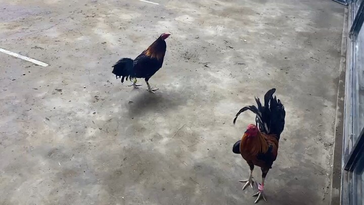 draw, na gantihan pa sayang