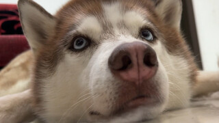 Thật lãng phí khi nuôi một chú Husky nhưng lại không sử dụng nó để giải trí!