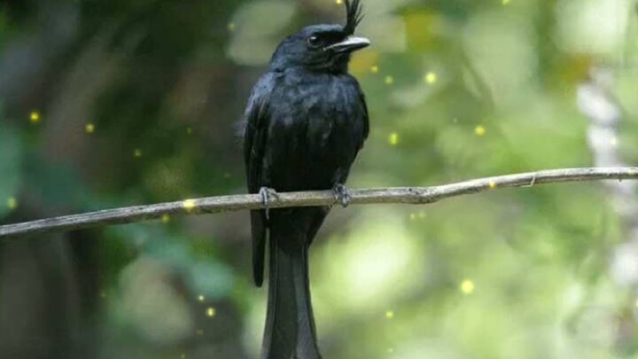SUARA BURUNG SRIGUNTING KRANTIL DENGAN SUARA AIR MENGALIR