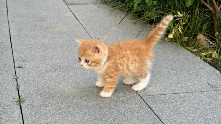 ‘🐱The cutest little 🍊 on the whole internet’
