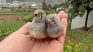 I told you this isn't a battery powered bird...