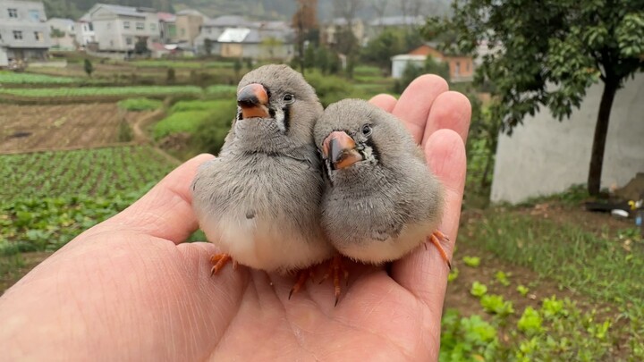 I told you this isn't a battery powered bird...