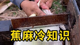 Kiến thức thú vị về sợi chuối, quá trình chế biến cực kỳ thư giãn!