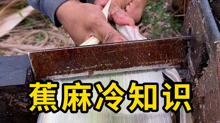 Kiến thức thú vị về sợi chuối, quá trình chế biến cực kỳ thư giãn!