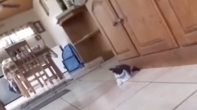 Little Kitty: Who wouldn’t be scared by this???