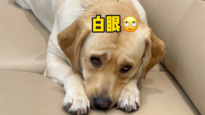 Seberapa besar sih amarah anjing kalau sudah di depan makanan? Langsung marah kalau ada yang nggak s