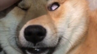 你永远也叫不醒一只装睡的狗！