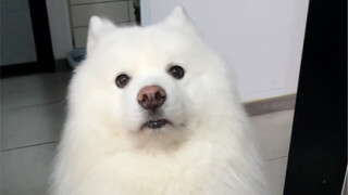 Semuanya, tolong bantu aku lihat anjing ini—apakah aku sudah tertipu?