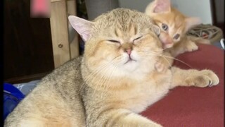 Today I have to send Xiao Ju away... (Friends who don’t understand the cause and effect can watch th