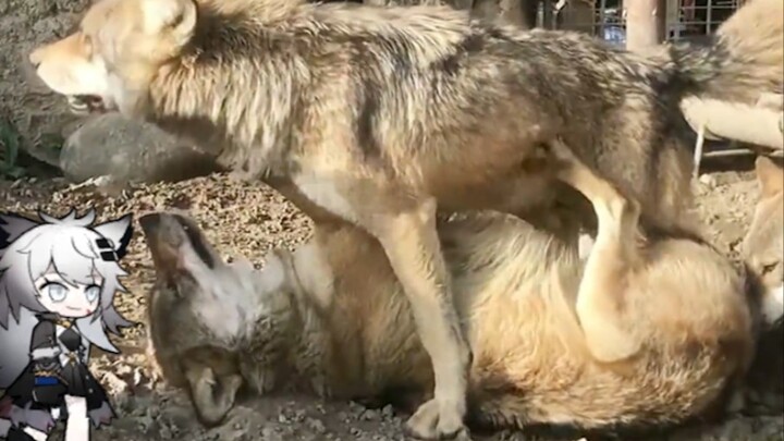 The Real-Life Arknights