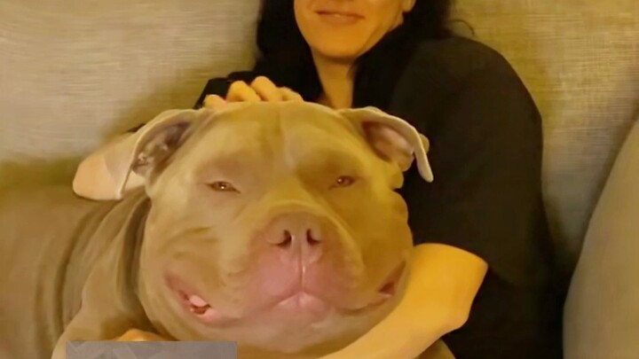 How big is this bully dog, exactly?