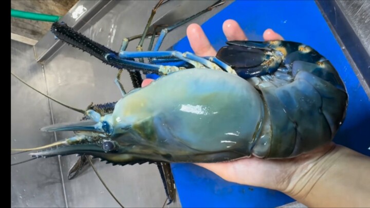 Udang Raksasa Lobster Super Dasyat, bahkan lebih besar dari kepala saya!