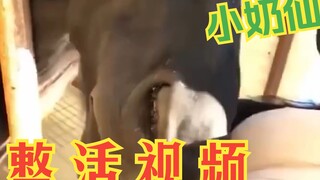 【สาวน้อยนม】ซีรีส์แอบสแตรกต์
