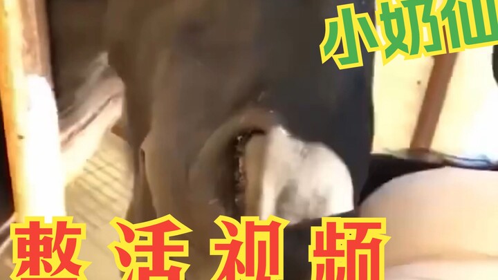 【الجني الصغير】سلسلة تجريدية