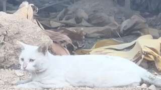 Cat: Did I dig up your ancestors' graves in my past life?