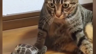 Oh my gosh, this has shocked CatCat all year long!