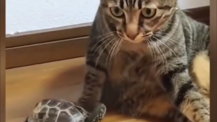 يا إلهي، صدمة القطط والسلحفاء طوال العام!
