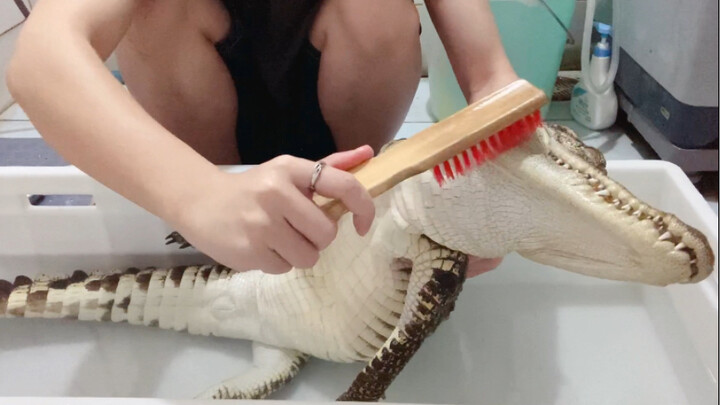 Little Crocodile Loves Brushing His Teeth