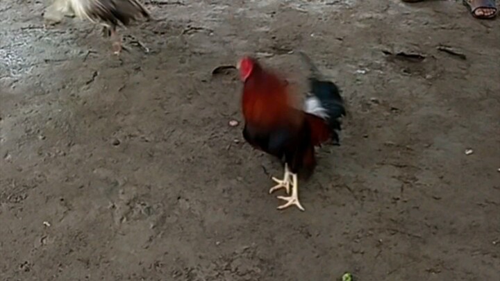 mga bata nag Dala ng mistisuhin na manok nag sabong