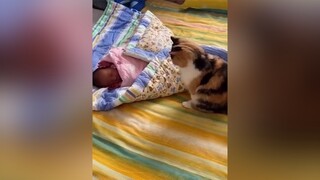 Một chú pet siêu dễ thương nekk❤️😘xuhuong meocute rosepet4